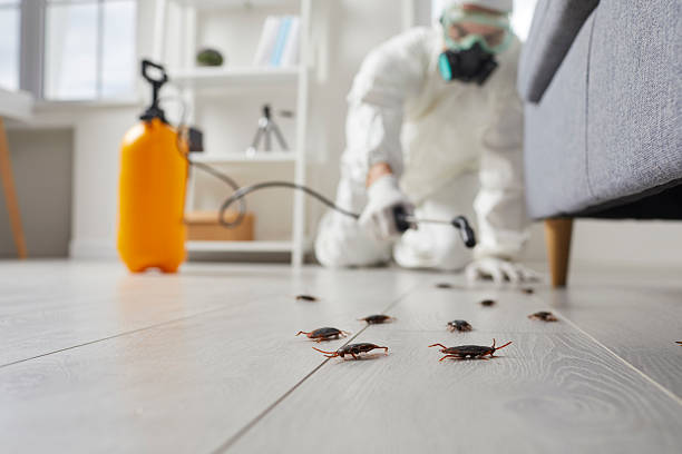 Post-Treatment Bed Bug Interceptor Monitoring in Monteagle